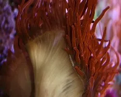 acuario Atlanta
