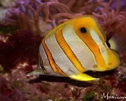 acuario Atlanta