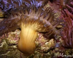 acuario Atlanta