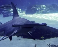 acuario Atlanta