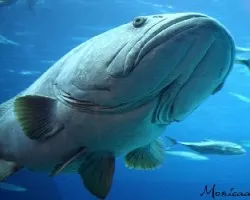 acuario Atlanta