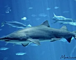 acuario Atlanta