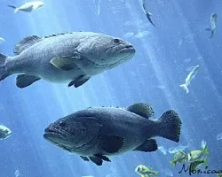 acuario Atlanta