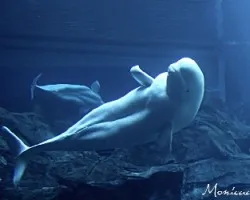 acuario Atlanta