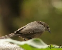 Molothrus bonariensis - hembra