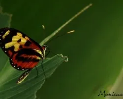 color naranja