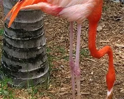 color naranja