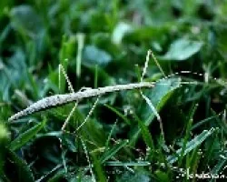 Ctenomorpha chronus.