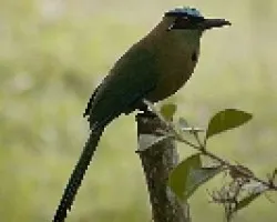 momoto