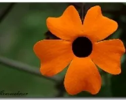 color naranja
