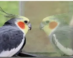 reflejo