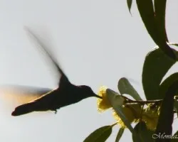 colibri