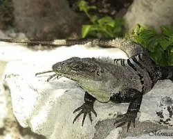 Iguana