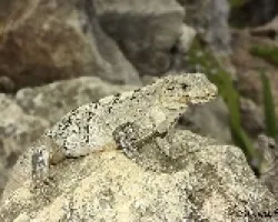 IGUANAS
