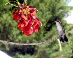 colibri