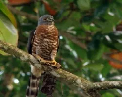 Harpagus bidentatus 2