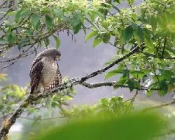 BUTEO MAGNIROSTRIS