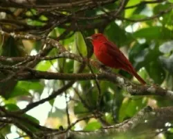 PIRANGA RUBRA TAMBIEN LLAMADA CARDENAL VERANERO