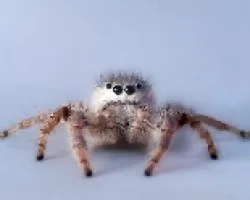 voOOov