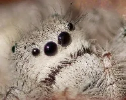 arana saltadora (close up)