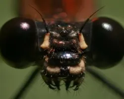 libelula de ojos negros