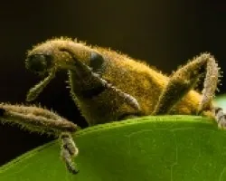 Lixus Concavus asomandose