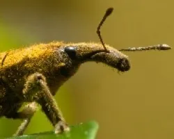 Lixus Concavus de perfil