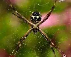 Araña en su tela