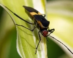 Hypselonotus Atratus (Chinche)