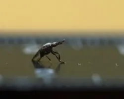 insecto