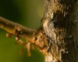 araña saltadora 01