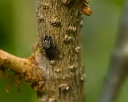 araña saltadora 02