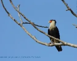 Caracara