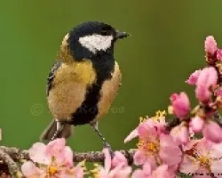 Parus major
