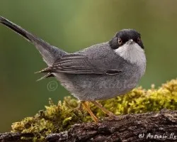 curruca cabecinegra  macho(sylvia melanocephala)