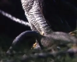 Accipiter nissus