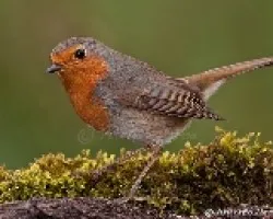 Erithacus rubecula