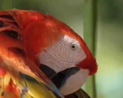 Ojo