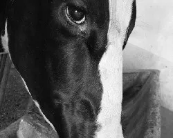 Mirada