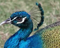 Don Pavo