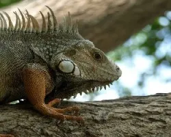 Caporo