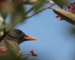 perfil