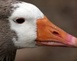 Paturro