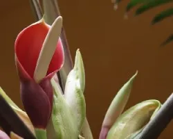 Doña Flor