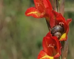 Caracol de flor
