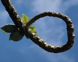 Moño