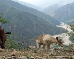 Cabras