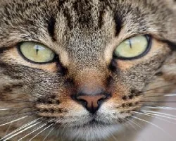Catire