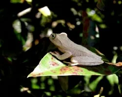 Rana