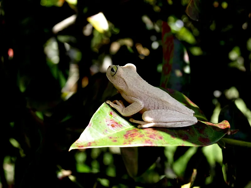 Foto